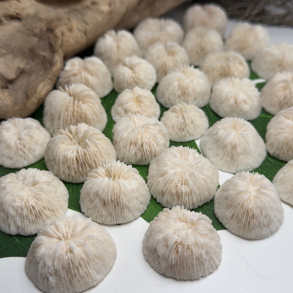 4 REAL White “Cap” Mushroom  Corals LOT Nautical Coastal Collecting aquarium - Picture 12 of 17